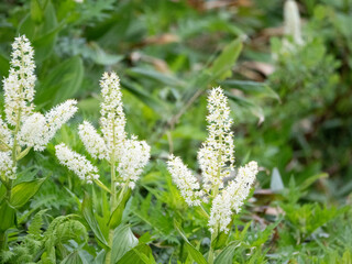 Veratrum stamineum