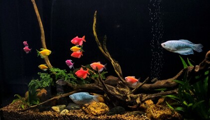 colorful aquarium with fish, freshwater aquarium, large aquarium with fish and plants, driftwood, aquarium
