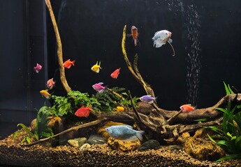 colorful aquarium with fish, freshwater aquarium, large aquarium with fish and plants, driftwood, aquarium
