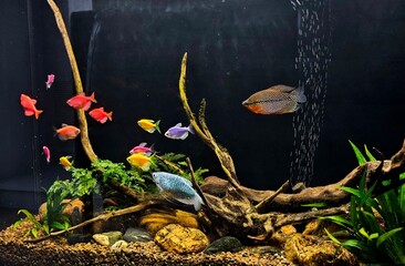 colorful aquarium with fish, freshwater aquarium, large aquarium with fish and plants, driftwood, aquarium