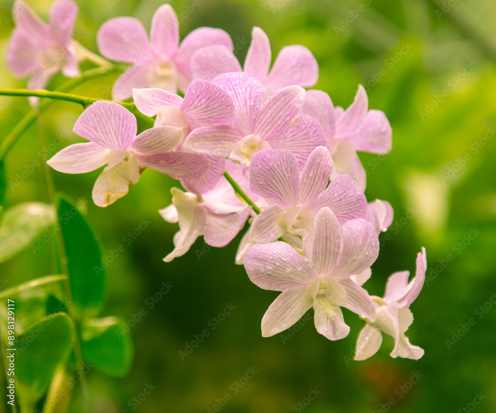 Poster close-up of a pink flower in nature