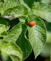 Colorado potato beetle on potato leaves. Close-up