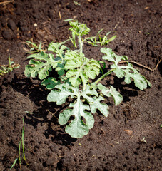 Watermelon plants in the ground in the garden