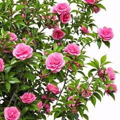 Obraz premium Rose bush isolated on white background