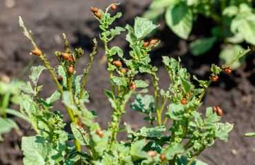 Colorado potato beetle on potato leaves. Close-up