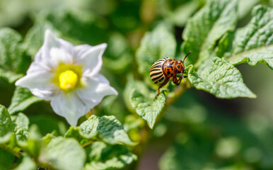 Colorado potato beetle on potato leaves. Close-up