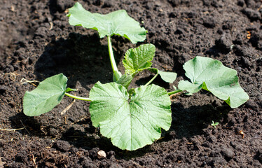 Pumpkin plants in the ground in the garden