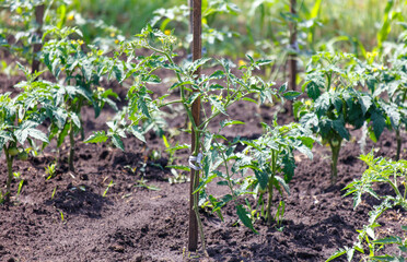 Tomato plants in the ground in the garden