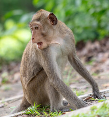 Monkey outdoors in a tropical park