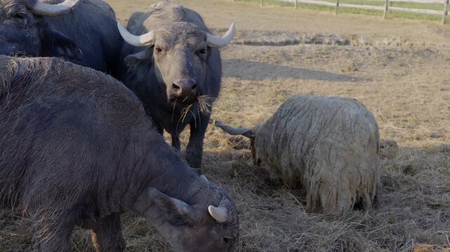 domestic buuffalos and racka sheep eating grass in the corral in the summer heat on a slow motion picture