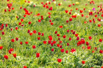 Field with red tulips in the steppe in spring as a background