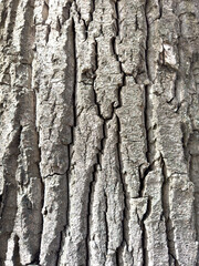 Tree bark as an abstract background. Texture