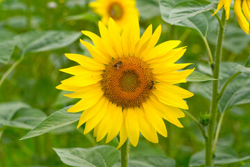 Obraz premium Scenic view of single sunflower of sunflower field with insects in bright sunlight on a sunny summer day at farm at Swiss City of Zürich. Photo taken July 24th, 2024, Zurich, Switzerland.
