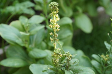 aphids on white cabbage, choy sum, mustard Chinese flower (Brassica Chinensis Linn.) in morning light. Organic food and vegetables gardening or city farming concept. beauty nature background.