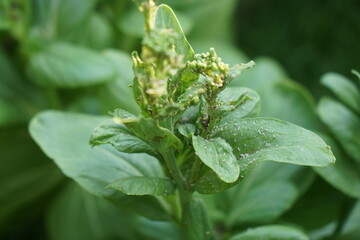 aphids on white cabbage, choy sum, mustard Chinese flower (Brassica Chinensis Linn.) in morning...