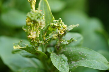 aphids on white cabbage, choy sum, mustard Chinese flower (Brassica Chinensis Linn.) in morning light. Organic food and vegetables gardening or city farming concept. beauty nature background.