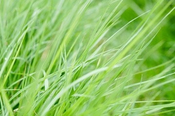 Full frame of Green grass and weed on pathway or edge of plant plot in garden with morning light. Urban farming and gardening. Mowing or cutting and management agriculture concept.