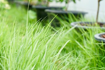 Green grass and weed on pathway or edge of plant plot in garden with morning light. Urban farming and gardening. Mowing or cutting and management agriculture concept.