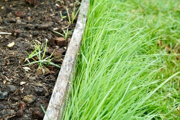 Green grass and weed on pathway or edge of plant plot in garden with morning light. Urban farming...