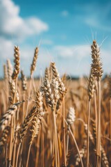 Fototapeta premium Wheat field under blue sky