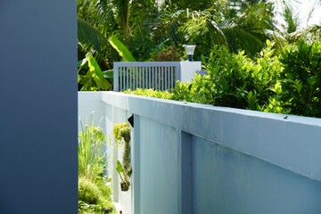 Fototapeta premium Banyan Tree (Ficus annulata Blume), tree line to nature fence with white wall at home. Cutting or pruning. gardening home outdoor space. Eco Lifestyle.