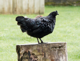Obraz premium (Gallus gallus domesticus) Poule d'ornement Ayam Cemani au plumage noir, originaire d'Indonésie 