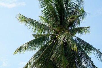 Obraz premium Closeup on top of Coconut tree on clear blue sky as background with copy space. Summer time. Vacation and travel destination concept.
