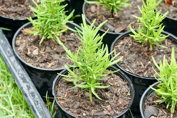 Rosemary leaves (Rosmarinus officinalis) in small plant pots in morning light. Stem cutting in soil. plant propagation. Farming or agriculture business.