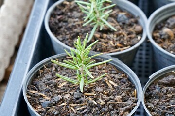 Closeup on Rosemary (Rosmarinus officinalis). Herbs and kitchen plants in small plant pots in morning light. Stem cutting in soil. plant propagation. Farming or agriculture business.