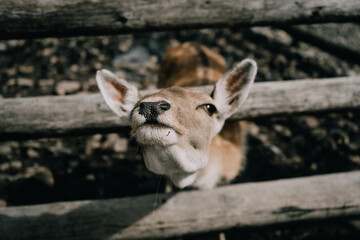 Close-Up Portrait of a Young Deer in the Wild