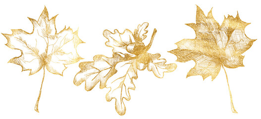 set of golden falling autumn leaves isolated on a white background. Maple, Oak illustrations.