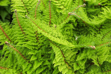 Flaumfeder-Filigranfarn (Polystichum setiferum 'plumosum densum')