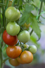 A bunch of tomatoes ripens on a bush in a greenhouse