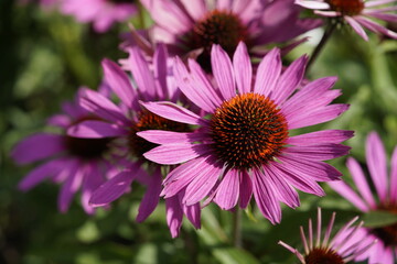 Echinacea purpurea  ,Vintage Wine, Asteraceae family. Hanover Berggarten, Germany.