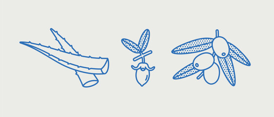 Hand-drawn vector set. Line art, retro. Plants and herbs for cosmetics. Aloe vera, jojoba, olive.