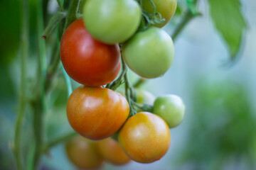 A bunch of tomatoes ripens on a bush in a greenhouse