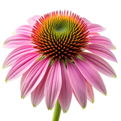 Obraz premium Echinacea Flower on White Background