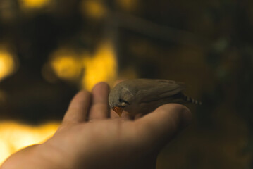 finch type of bird eating from a person's hand over the blurred background. High quality photo