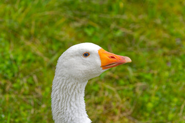 Close-up of head of white goose walking on meadow at Swiss City of Zürich. Photo taken July 24th, 2024, Zurich, Switzerland.