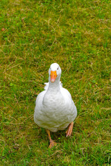 Close-up of white goose walking on meadow at Swiss City of Zürich. Photo taken July 24th, 2024, Zurich, Switzerland.