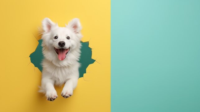 Playful white dog peeking through a colorful yellow and teal background, showcasing happiness and curiosity.