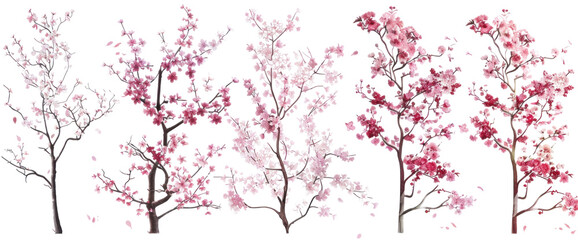 Fototapeta premium Cherry blossoms isolated on transparent background