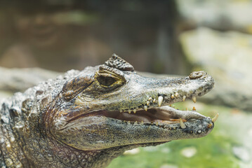 closeup shot of a cayman aligator near the pond. High quality photo