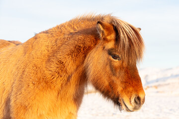 Portrait of an icelandic horse in soft light in winter with snowy white background