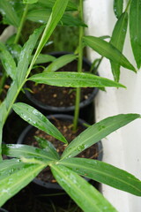 Top view of Ginger growing in plant pot with sunlight. Herbs, healthy food, Organic food and vegetables gardening or city farming concept. beauty nature background.