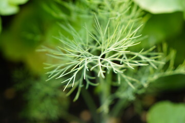Selective focus on dill leaves in morning light. Organic food and vegetables gardening or city farming concept. beauty nature background.
