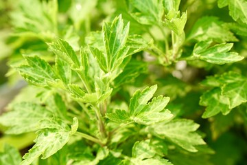 Selective focus of White mugwort tree with morning light. Fresh homegrown, organic vegetables, green food. Plant plot in urban farming.
