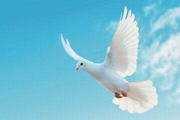 Fototapeta premium White Dove Flying Blue Sky