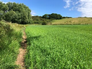 Public Footpath next to a crop of Canary Grass in a field in June, North Yorkshire, England, United Kingdom