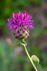 Closeup view of bright purple pink centaurea aspera aka rough star-thistle flower blooming outdoors in the wild